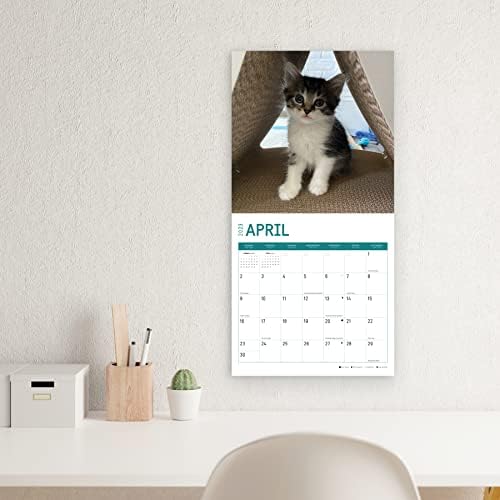 2023 Спасување Мачиња Месечен Ѕиден Календар По Светлиот Ден, 12 х 12 Инчи, Календари За Слатки Мачки За Кауза