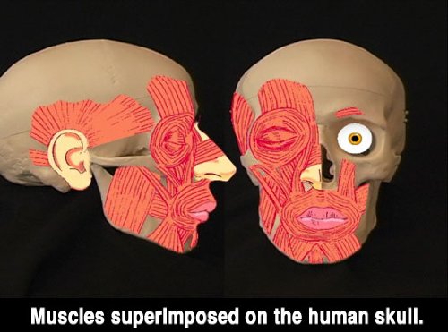 Анатомија за уметници - човечка глава