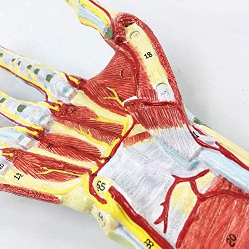 Model Model Model, Model Model Model Анатомски модел на рачен модел Невроваскуларен зглобна хирургија на рачен зглоб Рака човечка