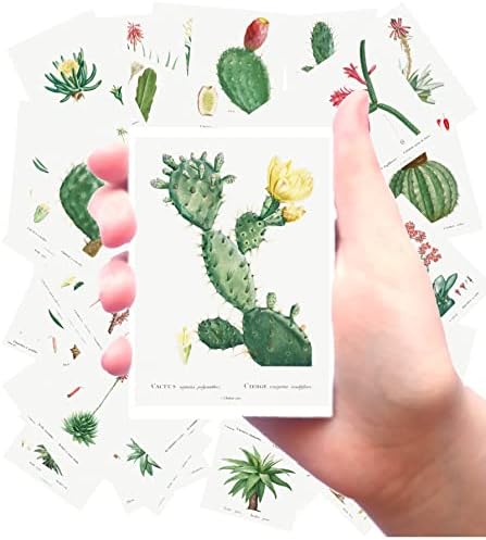 Големи налепници 24 парчиња кактус и сукуленти Гроздобер ботанични книги илустрации од Redoute Flonz Ephemera за занаетчиски