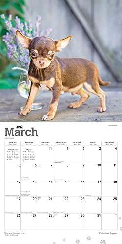 Кученца чивава | 2023 12 х 24 Инчен Месечен Квадратен Ѕиден Календар | Фолија Со Печат И Налепници | Ѕвездени Подароци | Животни Мали Раси