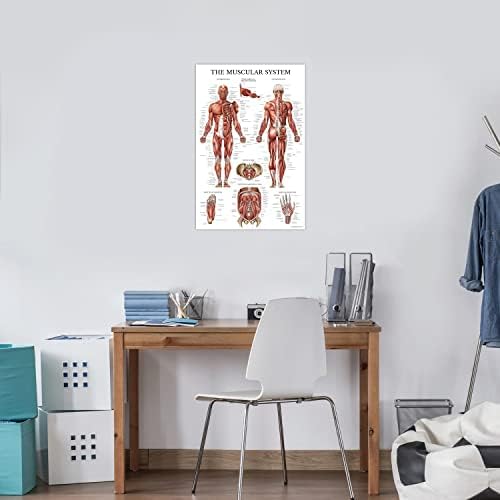 Палас учење 2 пакет: мускулен систем + нарушувања на сетот на постери на 'рбетот - сет од 2 анатомски графикони - ламинирани - 18 x 24