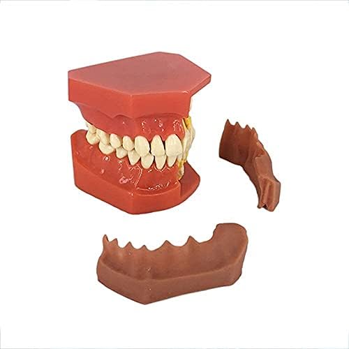 Стоматолошки модел на Lumecube lmeili, стандарден модел на заби, модел на листопадни заби, стоматолошки модел за комуникација на стоматолошки