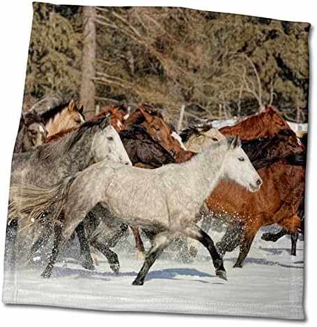 Преглед на диви коњи во зима, Калиспел, Монтана, Еквис Ферус. - крпи
